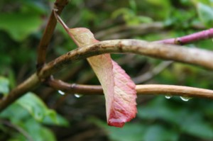 Leaf running out of time