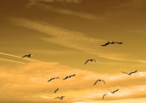 Birds fly in sky - life