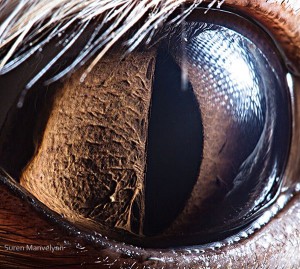 eye-closeup-animal