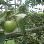 Colorado apple tree