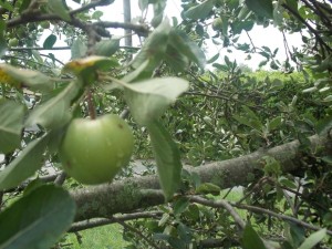 Colorado apple tree